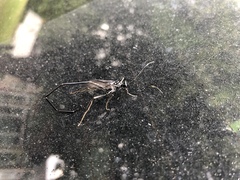 Pelecinus polyturator