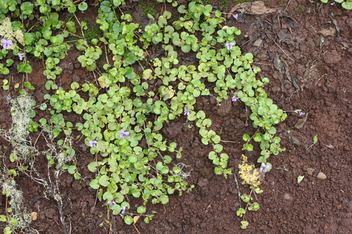 Viola eminii