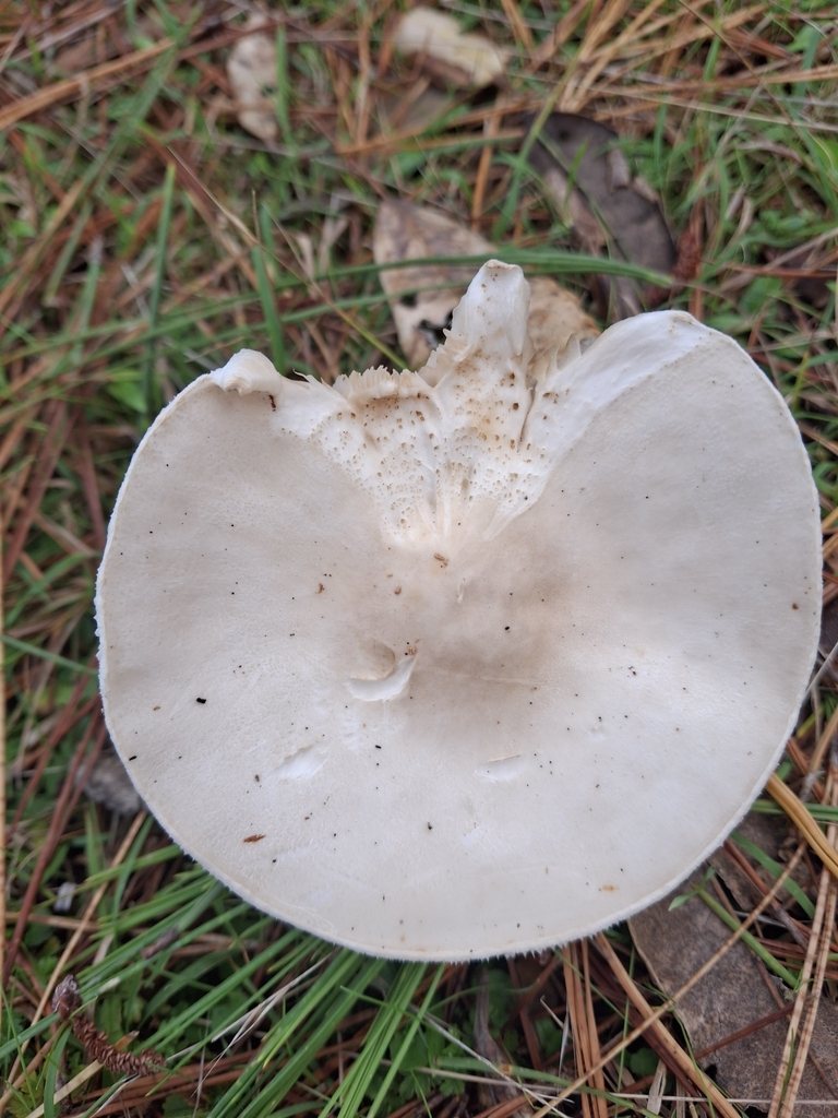 Leucocoprinus leucothites · April 2025 · photo: © clianthus (iNaturalist, cc-by)