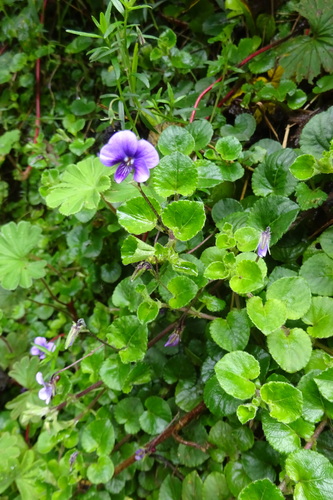 Viola eminii