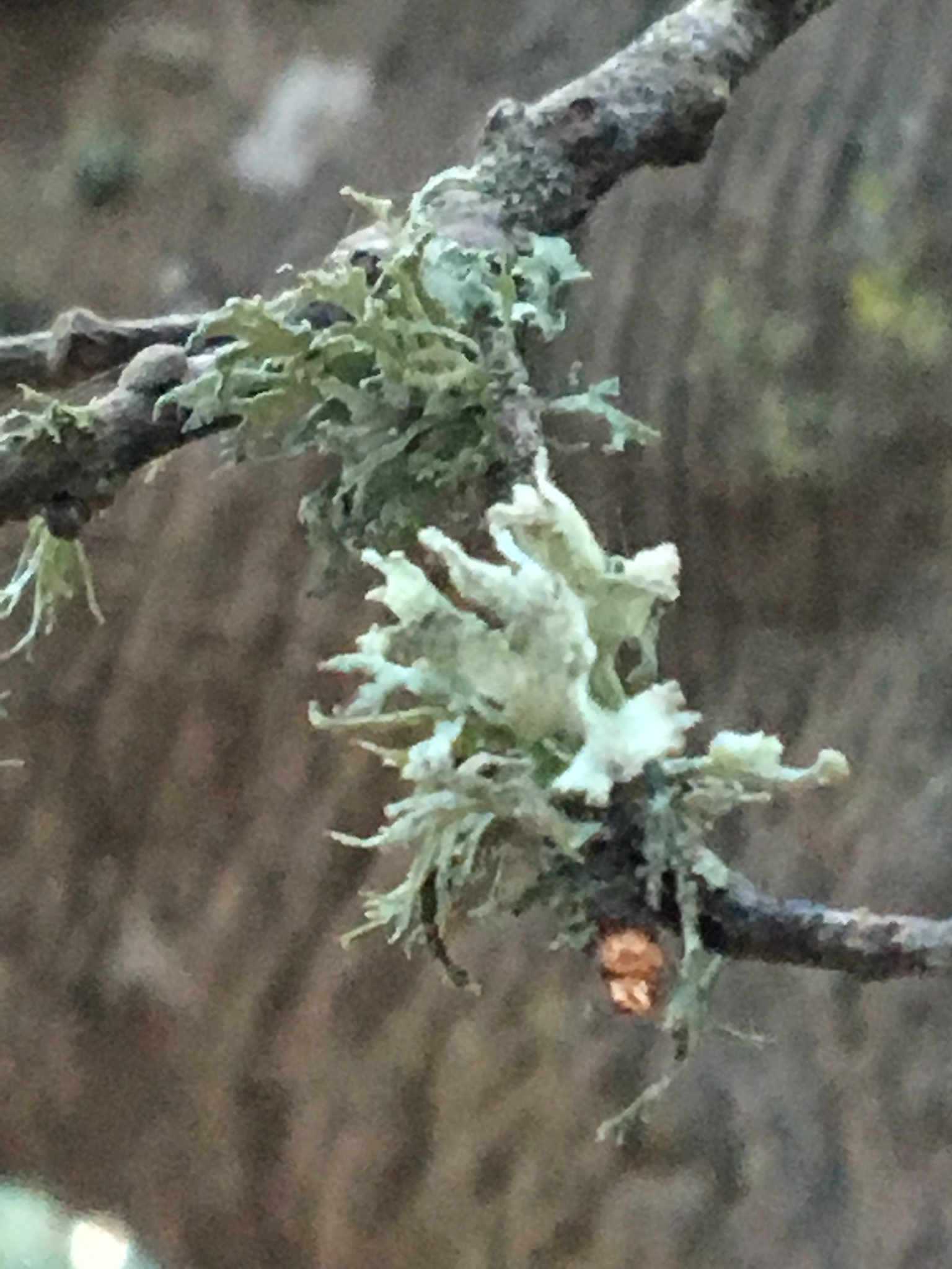 Ramalina canariensis image