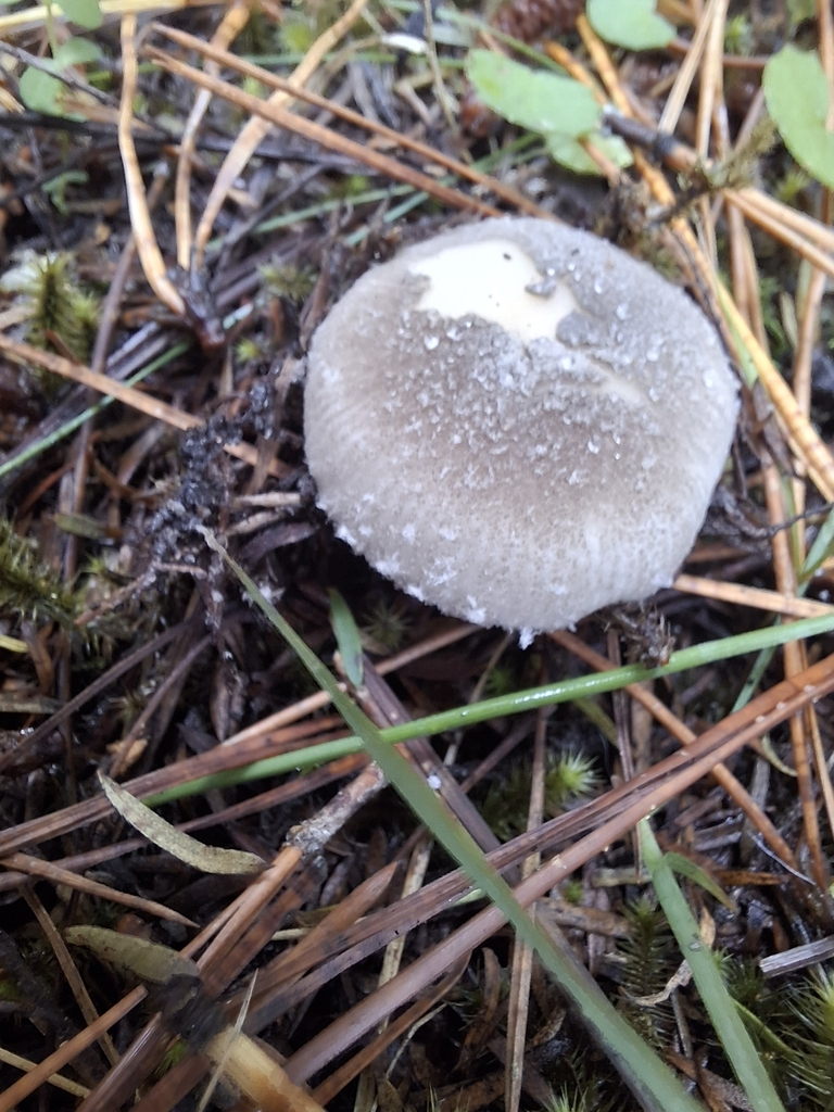 Amanita nehuta · April 2025 · photo: © clianthus (iNaturalist, cc-by)