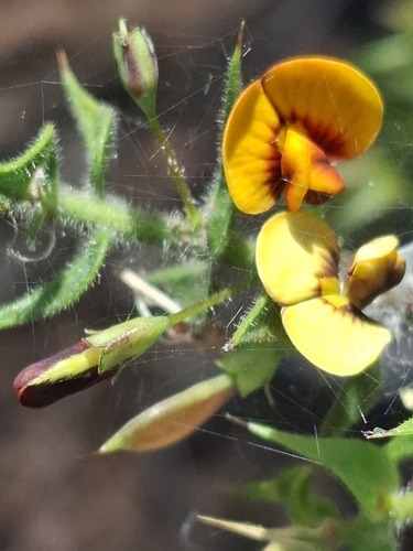 Image of Daviesia villifera by (c) Kaela Lowry, some rights reserved (CC BY)