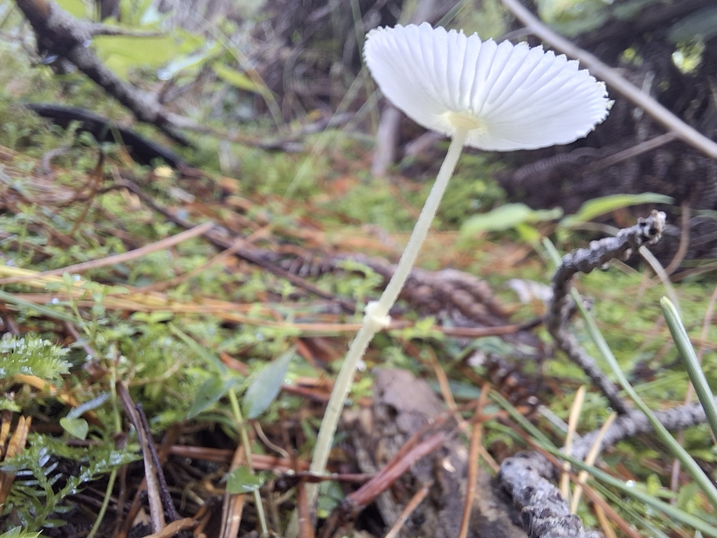 Leucocoprinus fragilissimus · April 2025 · photo: © clianthus (iNaturalist, cc-by)