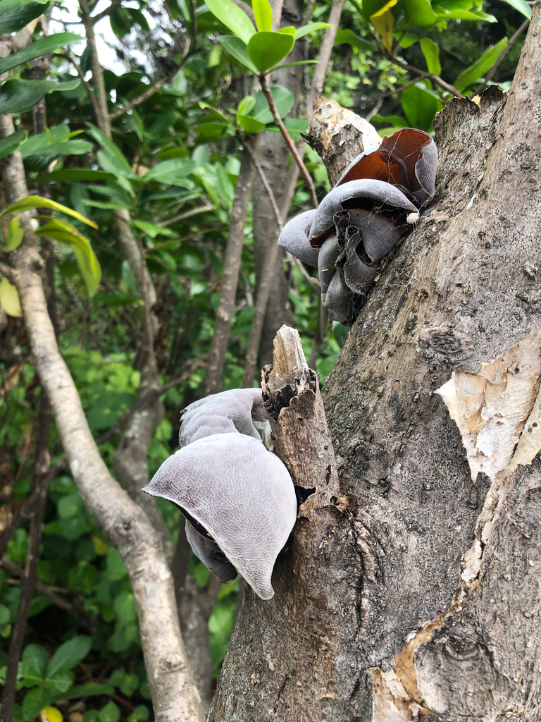 Auricularia cornea · April 2025 · photo: © boytouchgrass (iNaturalist, cc-by)