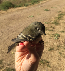 Hammond's Flycatcher photo 5