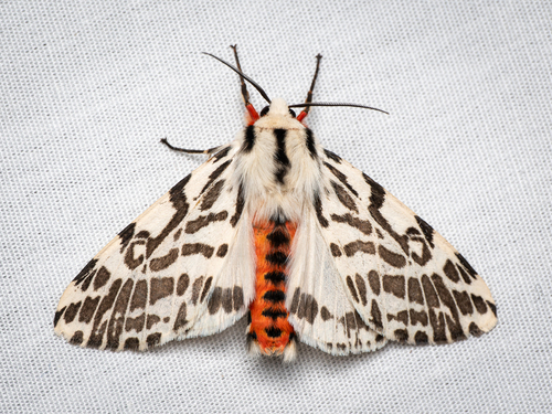 black-and-white tiger moth