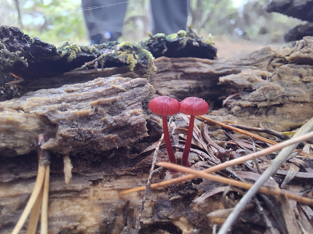 Cruentomycena viscidocruenta · April 2025 · photo: © clianthus (iNaturalist, cc-by)