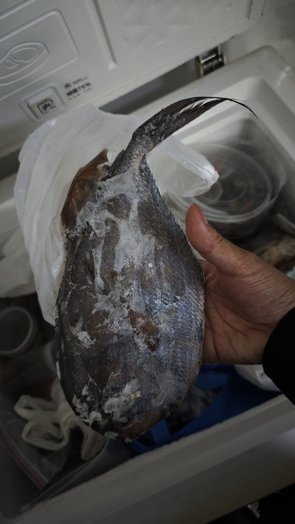 Myers' pomfret (Brama myersi) — Bramidae