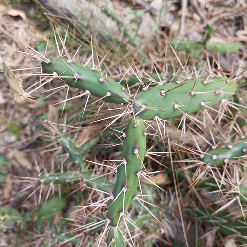 Image of Opuntia aurantiaca by (c) Ruth Palsson, some rights reserved (CC BY-SA)