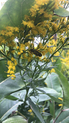 Megacyllene robiniae