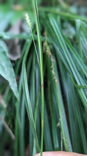 Image of Carex brunnea by (c) 許文俊, some rights reserved (CC BY-SA)