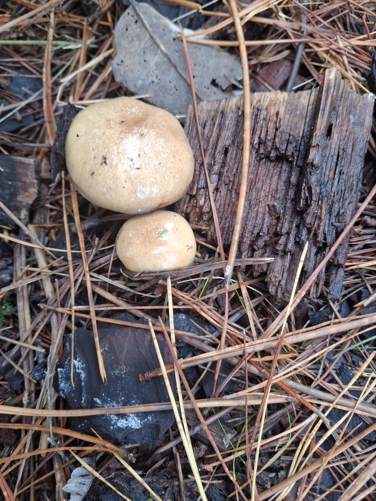 Suillus salmonicolor · April 2025 · photo: © clianthus (iNaturalist, cc-by)