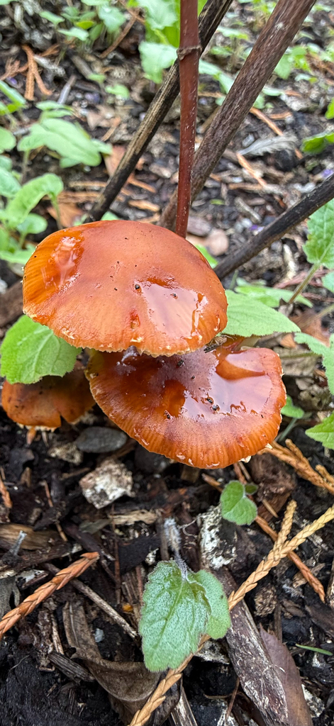 Leratiomyces ceres · April 2025 · photo: © mitchell_ousey (iNaturalist, cc-by)