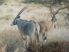Oryx beisa