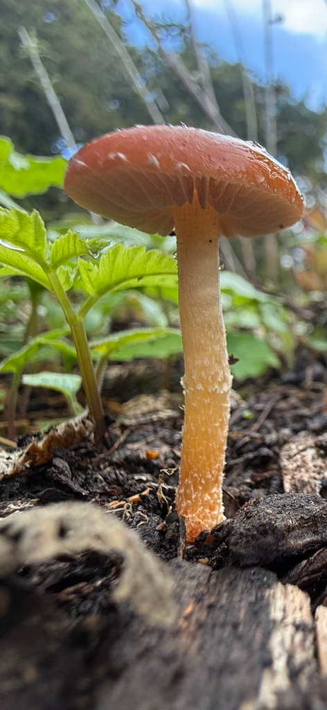Leratiomyces ceres · April 2025 · photo: © mitchell_ousey (iNaturalist, cc-by)