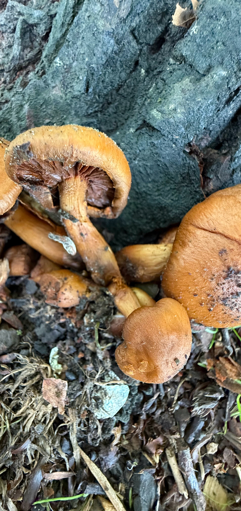 Gymnopilus junonius · April 2025 · photo: © mitchell_ousey (iNaturalist, cc-by)