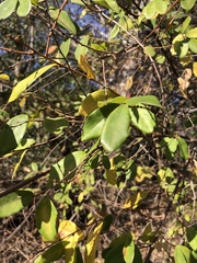 Bridelia cathartica
