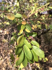 Bridelia cathartica