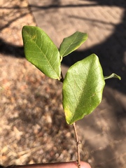 Bridelia cathartica