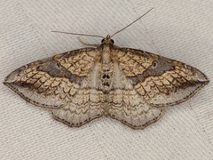 Orthonama evansi