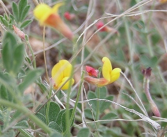 Acmispon oroboides