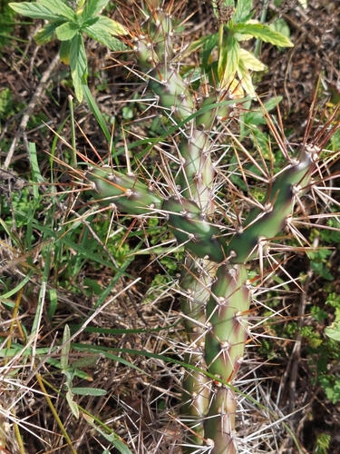 Image of Opuntia aurantiaca by (c) Ruth Palsson, some rights reserved (CC BY-SA)