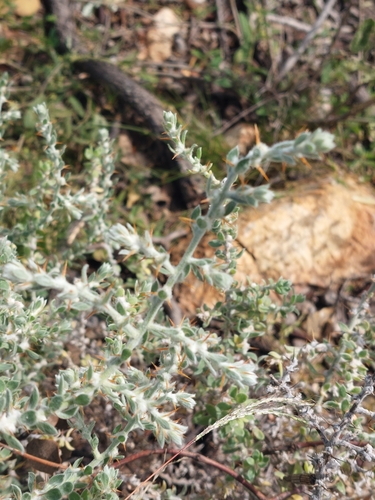 Image of Sclerolaena birchii by (c) Ruth Palsson, some rights reserved (CC BY-SA)
