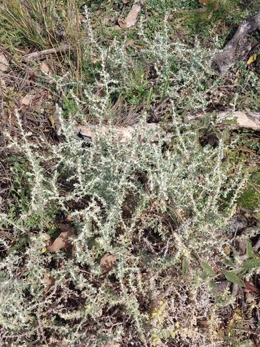 Image of Sclerolaena birchii by (c) Ruth Palsson, some rights reserved (CC BY-SA)