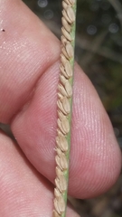 Paspalum monostachyum