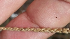 Paspalum monostachyum