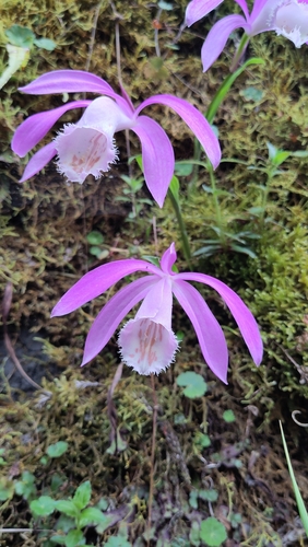 Pleione formosana, photograph 6