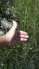 Paspalum monostachyum