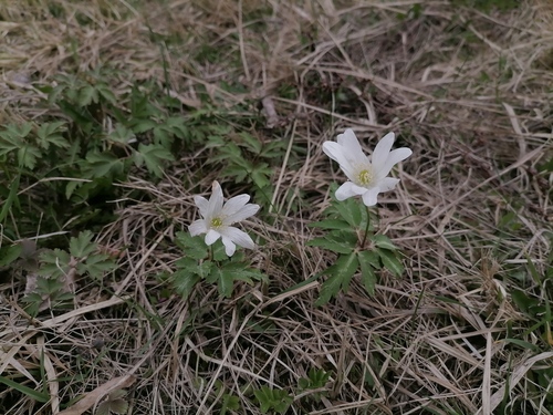 Наблюдение на iNaturalist