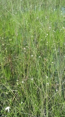 Paspalum monostachyum