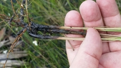 Paspalum monostachyum