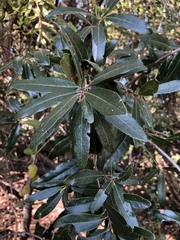 Euclea natalensis natalensis