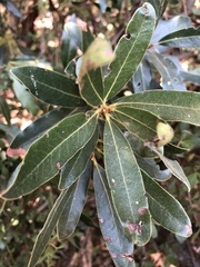 Euclea natalensis natalensis