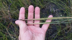 Paspalum monostachyum