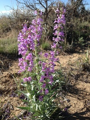 Penstemon angustifolius venosus