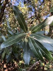 Euclea natalensis natalensis