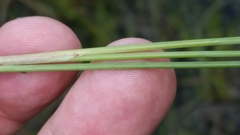 Paspalum monostachyum