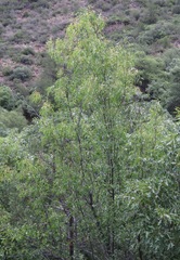 Fraxinus cuspidata