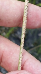 Paspalum monostachyum