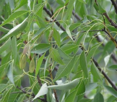 Fraxinus cuspidata