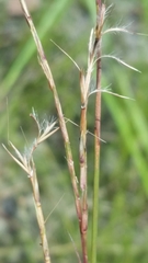 Schizachyrium rhizomatum