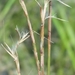 Florida Little Bluestem - Photo (c) Jay Horn, some rights reserved (CC BY), uploaded by Jay Horn