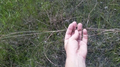 Schizachyrium rhizomatum