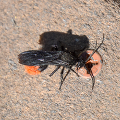 Dasymutilla magnifica