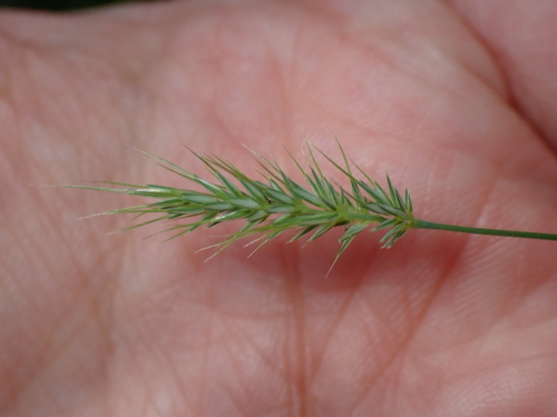 Image of Echinopogon caespitosus by (c) Alesha Teitzel, some rights reserved (CC BY)